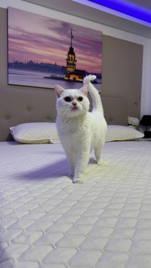 Deckkater bkh