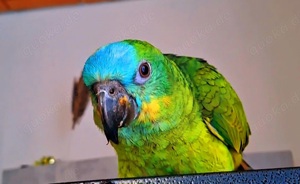 Blaustirnamazone