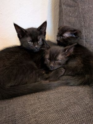 Babykatzen zu verkaufen