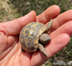 Griechische Landschildkröten NZ 24