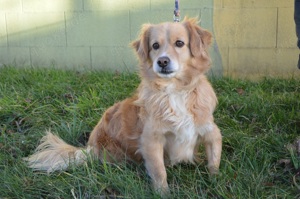 COLIN, Sheltie Spitz Mini-Retriever Mix ***Notfell*** (kastriert) SGB 390,00   