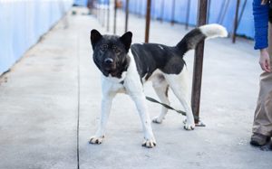 Akita-Mix Nemo!