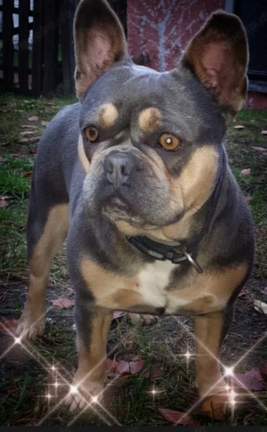 Kräftige Französische Bulldogge 