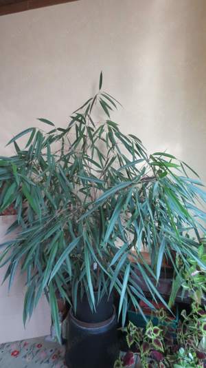 Zimmerpflanze Ficus Longifolia, H. ca. 1,50m