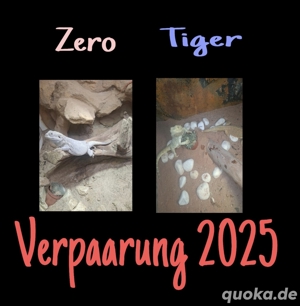 Verpaarung zwischen Zero &Tiger 2025