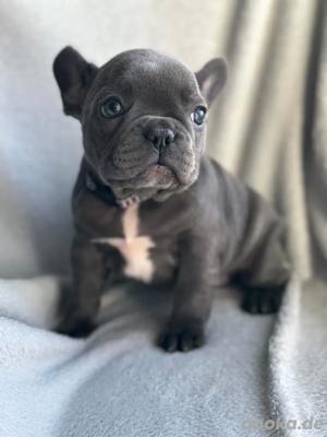 Wunderschöne Französische Bulldogge Welpen mit papieren