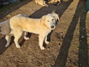 Irische Wolfshund Mischlinge  Bild 4