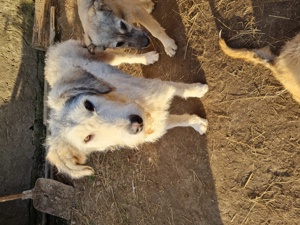 Irische Wolfshund Mischlinge  Bild 3