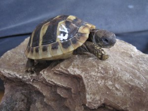 Griechische Landschildkröten von 2024