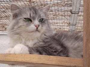 Sibirientaigas - über 25 Jahre Sibirische Katzen Bild 9