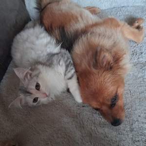 Sibirientaigas - über 25 Jahre Sibirische Katzen Bild 10