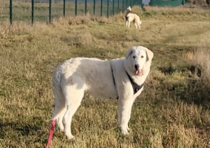 Irische Wolfshund Mischlinge  Bild 9