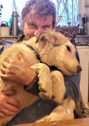 Irische Wolfshund Mischlinge  Bild 2