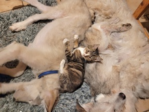 Irische Wolfshund Mischlinge  Bild 6