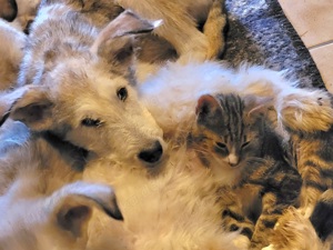 Irische Wolfshund Mischlinge  Bild 8