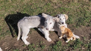 Irische Wolfshund Mischlinge  Bild 7