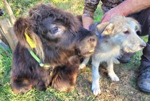 Irische Wolfshund Mischlinge  Bild 5