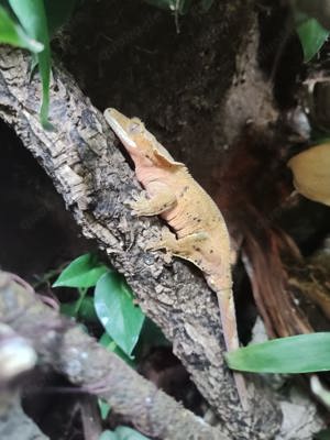 Kronengecko weibchen mit Terrarium zu verkaufen 