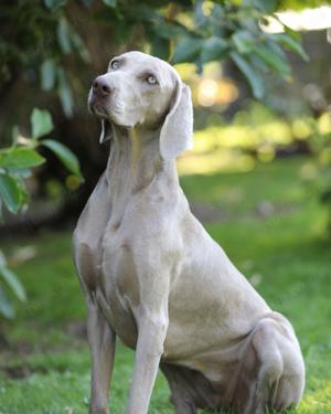 Weimaraner Welpen vom seriösen, genehmigten Züchter in NRW