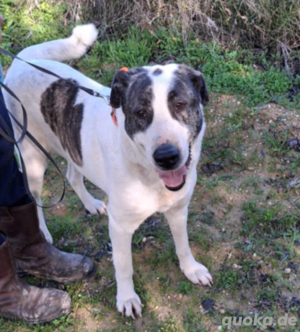 Chance für Lady Bild 4