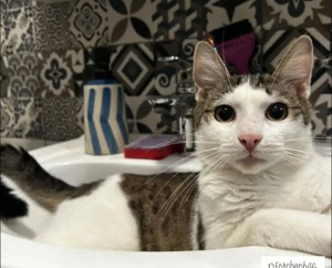  Dringend Pflegestellen für unsere  Katzenkinder gesucht 