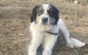 Hoshi sucht liebevolles und geduldiges Zuhause