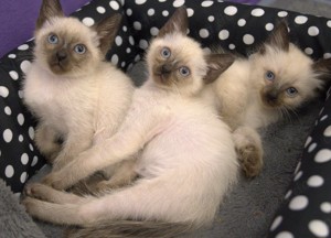 Reinrassige Siam Katzen Kätzchen, alter Typ Thai Siam Kitten