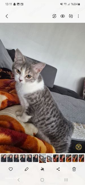 Katze zu verkaufen