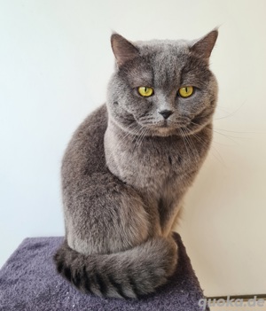 Deckkater  BKH erfahren mit STAMMBAUM! WUNDERSCHÖN!