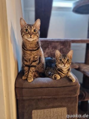 Vorsichtige Kätzin und Kitten (Katerchen) suchen gemeinsam ihr Traumzuhause