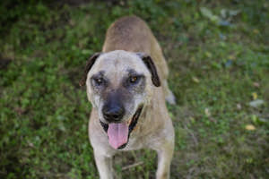 *DARIJO* - ein fröhlicher und lieber Hundesenior