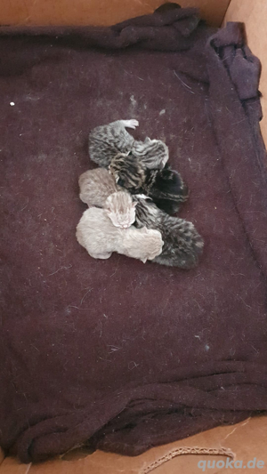 BKH Kitten 