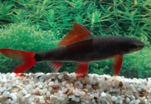 Grüner Fransenlipper