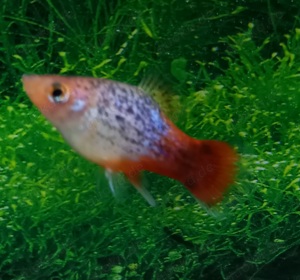 Platy Calico  rot-blau