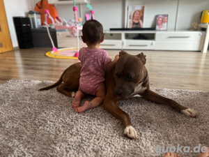 American XL Bully Deckrüde