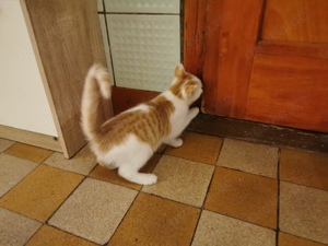 Süße Kitten zu verkaufen