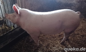 Mastschwein zuverkaufen