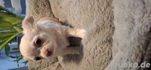 Chihuahua langhaar Welpen