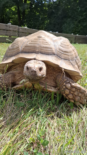 spornschildkröte Sulcata weiblich eierlegend 