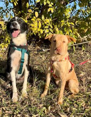 Ted und Millie sind unzertrennlich! Zuhause gesucht...