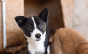 Guckguck, ich bin Maliko