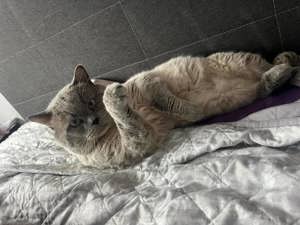 Deckkater BKH Bild 4