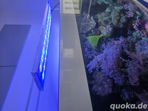meerwasser aquarium eheim