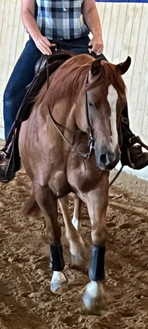Reitbeteiligung (Pferd sucht Reiter)