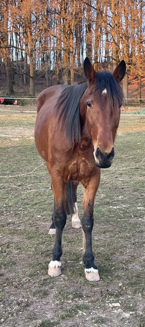 Schwedisches Warmblut (Traber) Stute 