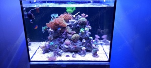Aqua Medic Armatus 300XD Aquarium Beckenauflösung Meerwasser Zubehör Aquaristik 