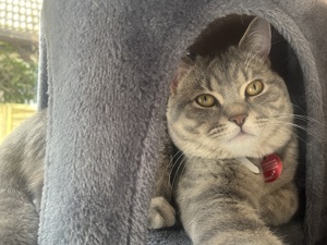 Deckkater Britischkurzhaar