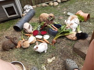 Zwergwidder * Partnertier  Bild 5