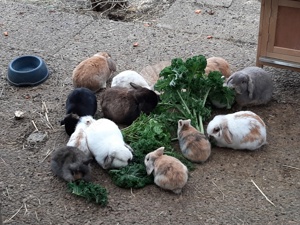 Zwergwidder und Löwenwidder    AKTUELL NACHWUCHS 
