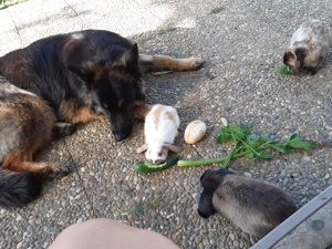 Zwergwidder * Partnertier  Bild 6